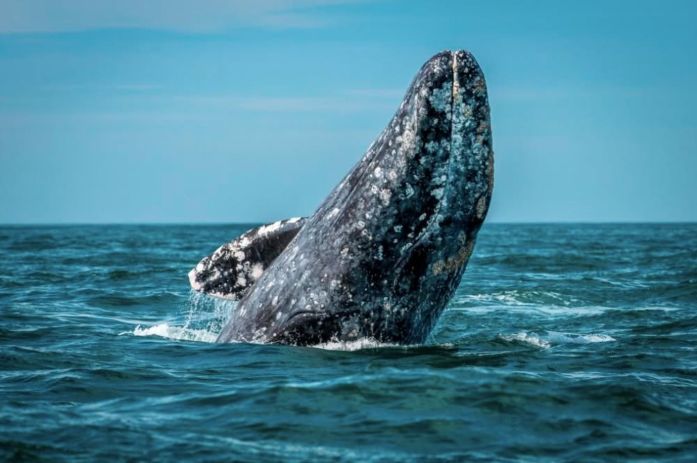 Ballena gris en Bahía Magdalena
