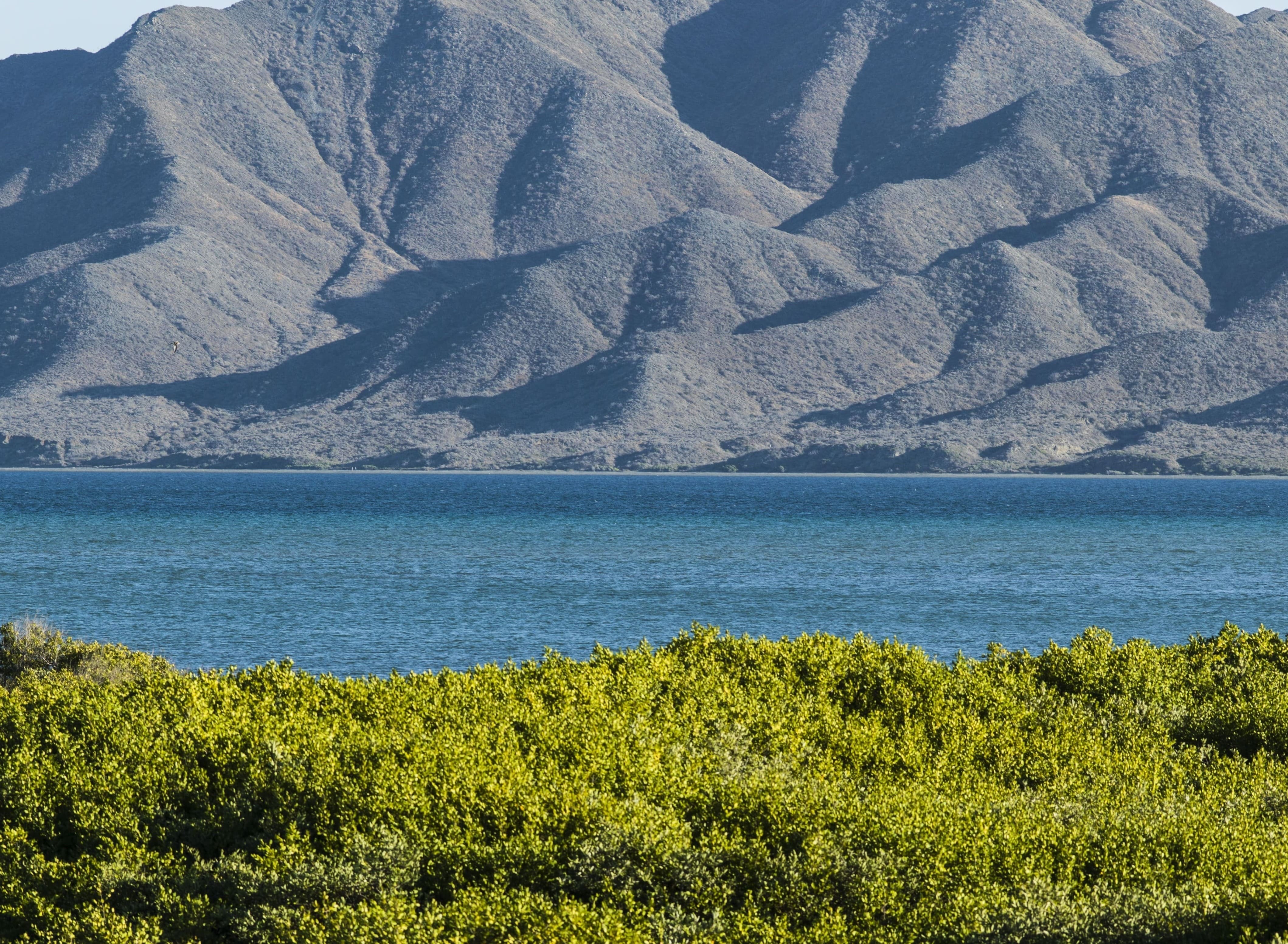 Puerto San Carlos, Bahía Magdalena · Ballena gris
