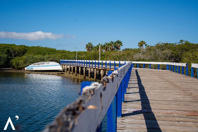Puerto San Carlos, Bahía Magdalena · Ballena gris — fotografía 4