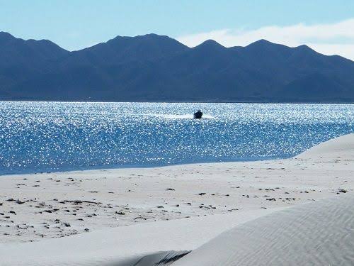 Puerto San Carlos, Bahía Magdalena · Ballena gris — fotografía 8