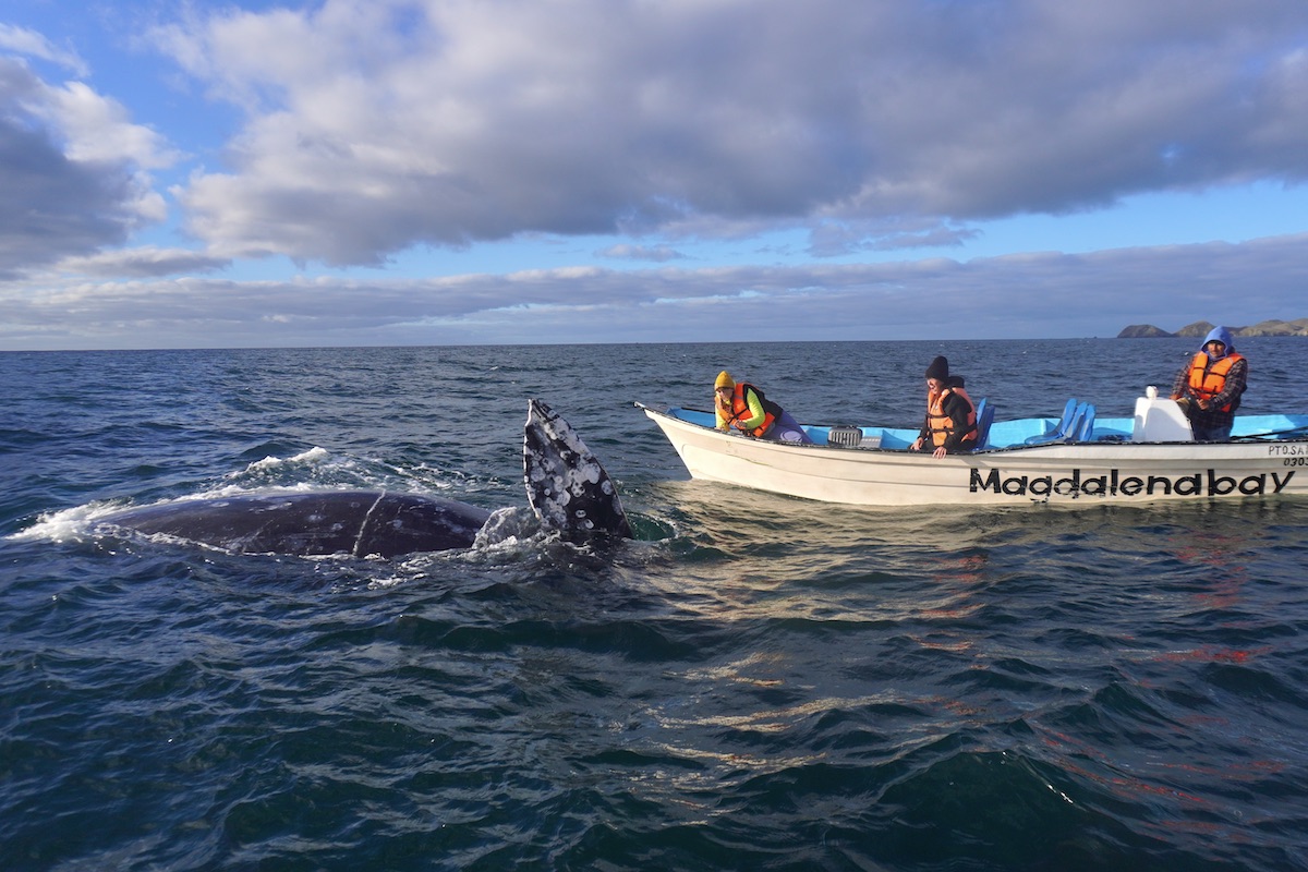 Puerto San Carlos, Bahía Magdalena · Ballena gris — fotografía 1
